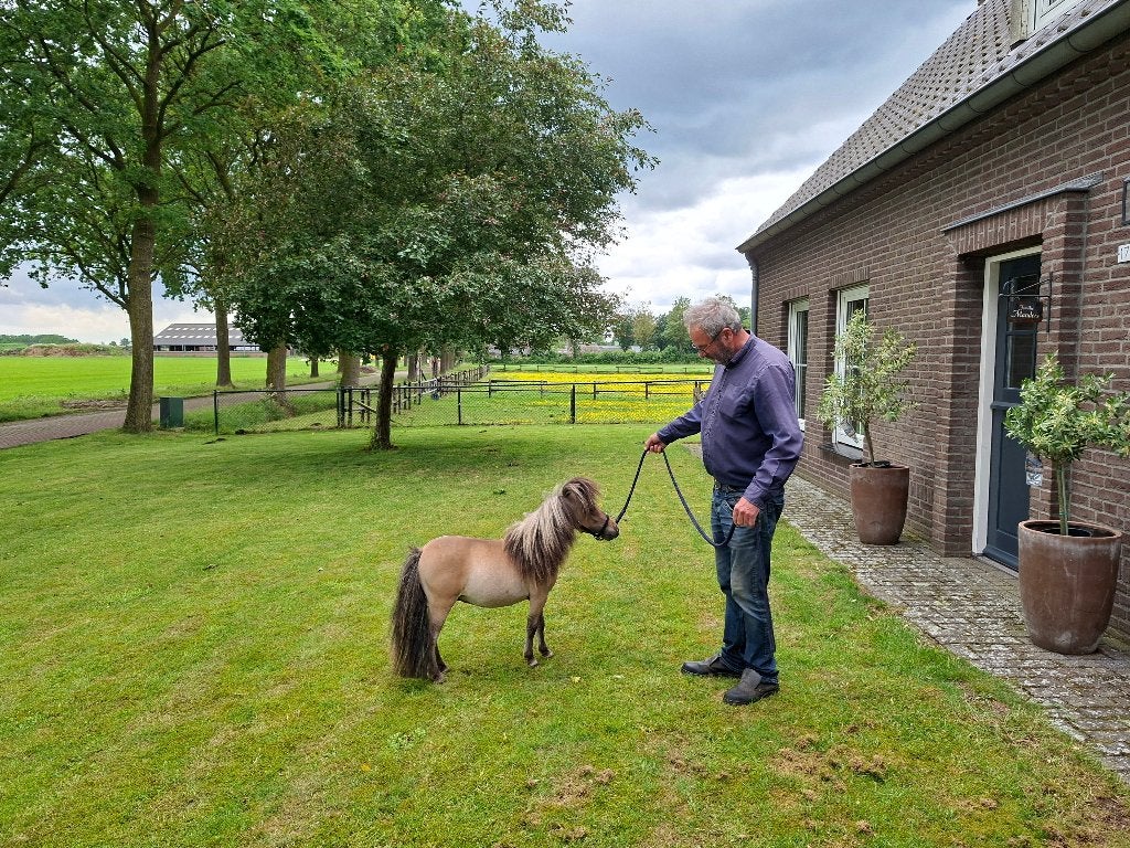 Apart mooi klein mini paardje, Dieren en Toebehoren, Hengst, A pony (tot 1.17m), Gechipt, 0 tot 2 jaar