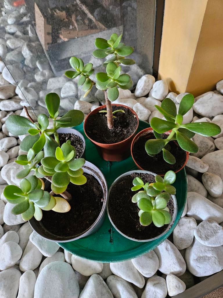 Crassula plantjes, Ophalen