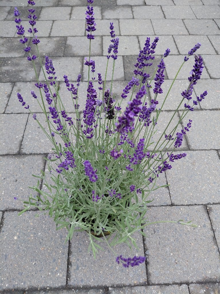 Lavendula Hidcote, Tuin en Terras, Planten | Tuinplanten, Ophalen