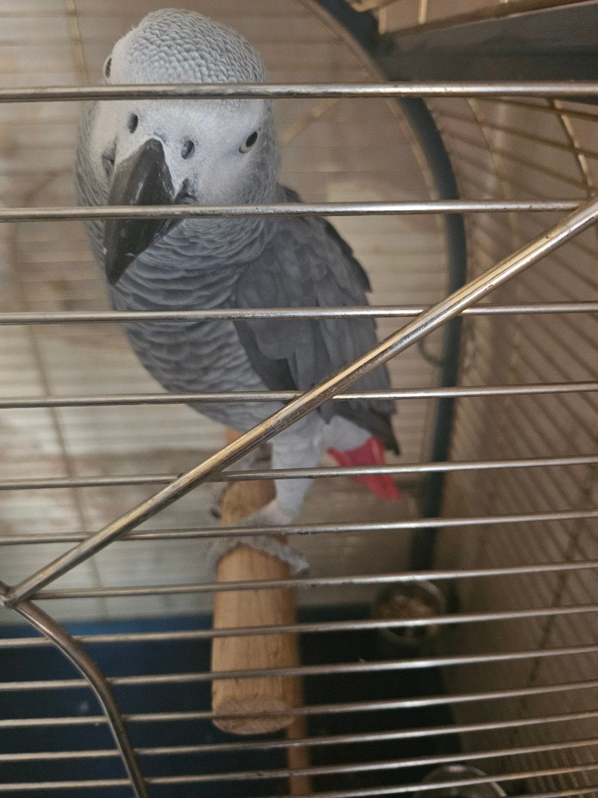 grijze roodstaart  papegaai, Dieren en Toebehoren, Vogels | Parkieten en Papegaaien, Mannelijk, Papegaai, Pratend