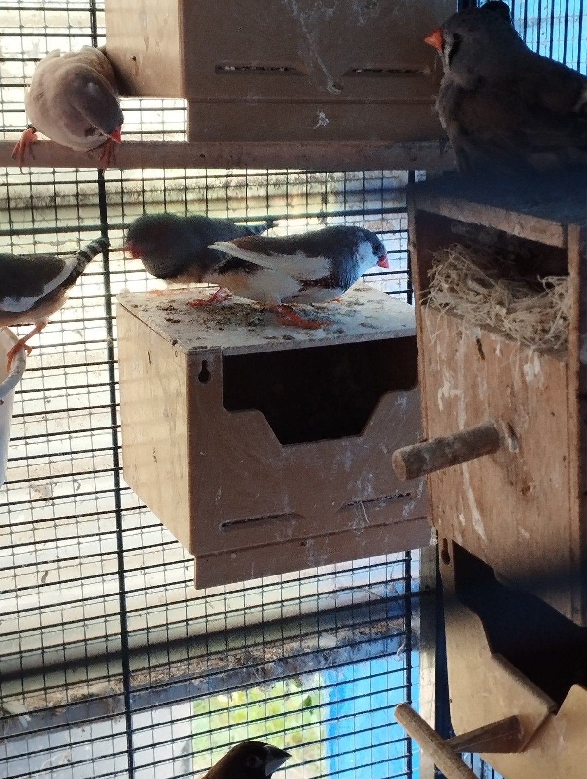 Zebravinken, Dieren en Toebehoren, Vogels | Kanaries