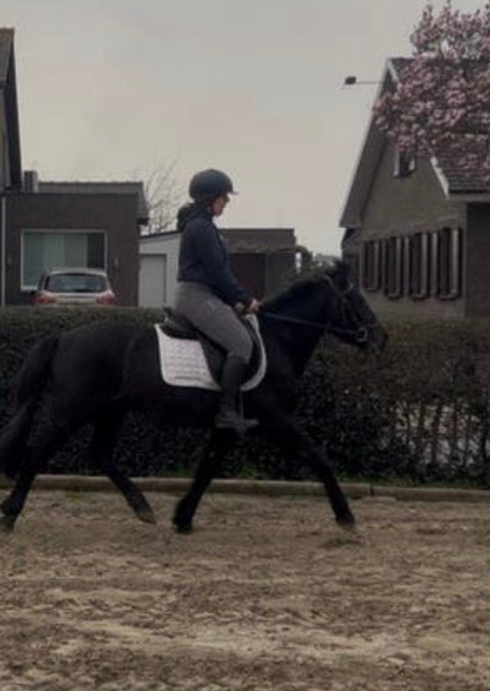 Cheval sportif Tres Sage, Vermifugé, B, Poney D (1.37 m à 1.48m), Poney de saut