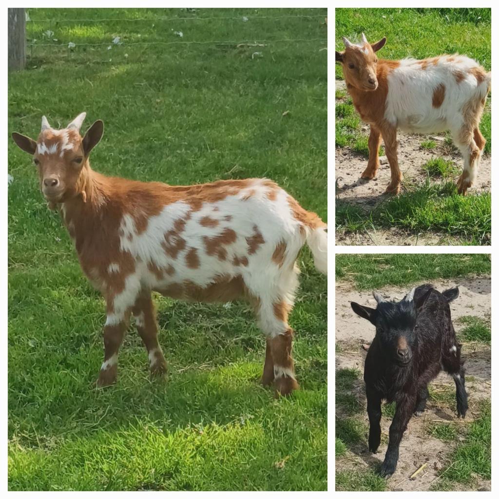 Dwerggeitjes te koop., Dieren en Toebehoren, Meerdere dieren, Geit, 0 tot 2 jaar