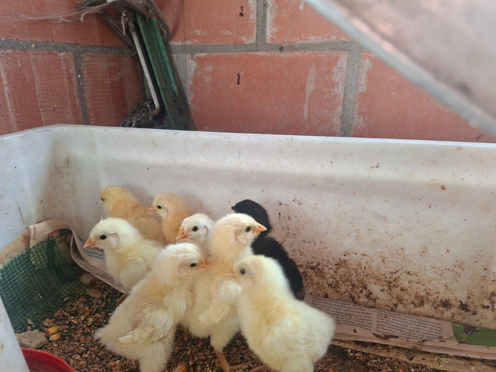 poule de bresse kuikens, Animaux & Accessoires