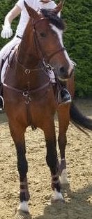 Gezelschapspaard, Dieren en Toebehoren, Paarden, Merrie, Niet van toepassing, 165 tot 170 cm, 11 jaar of ouder, Recreatiepaard