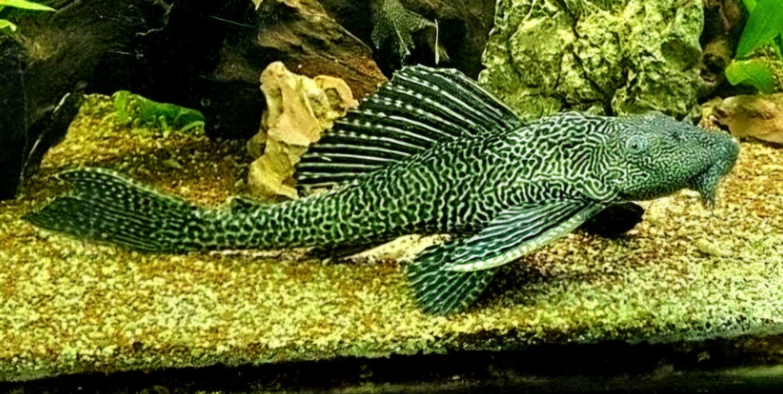 pleco pantsermeerval