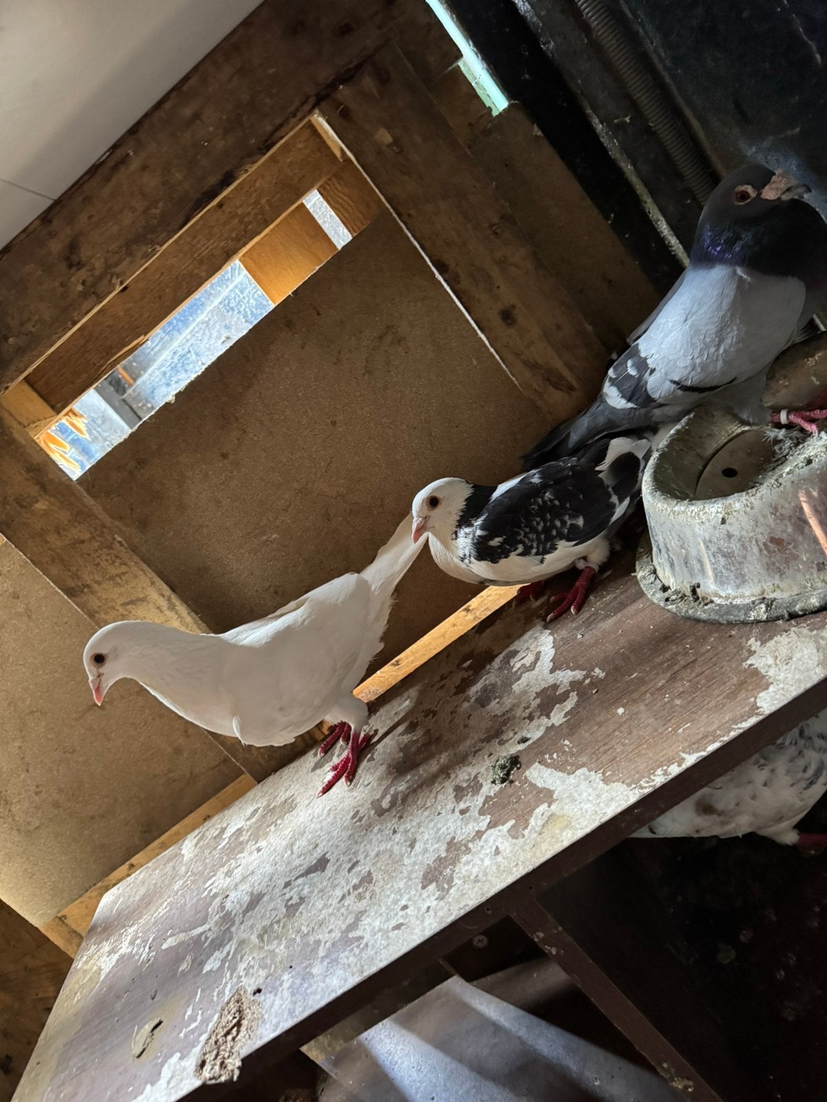 mooie postduiven, Dieren en Toebehoren, Mannelijk, Postduif