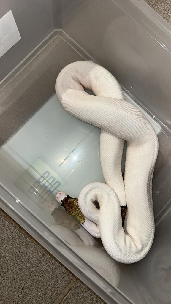 Ballpythons, Animaux & Accessoires, Reptiles & Amphibiens