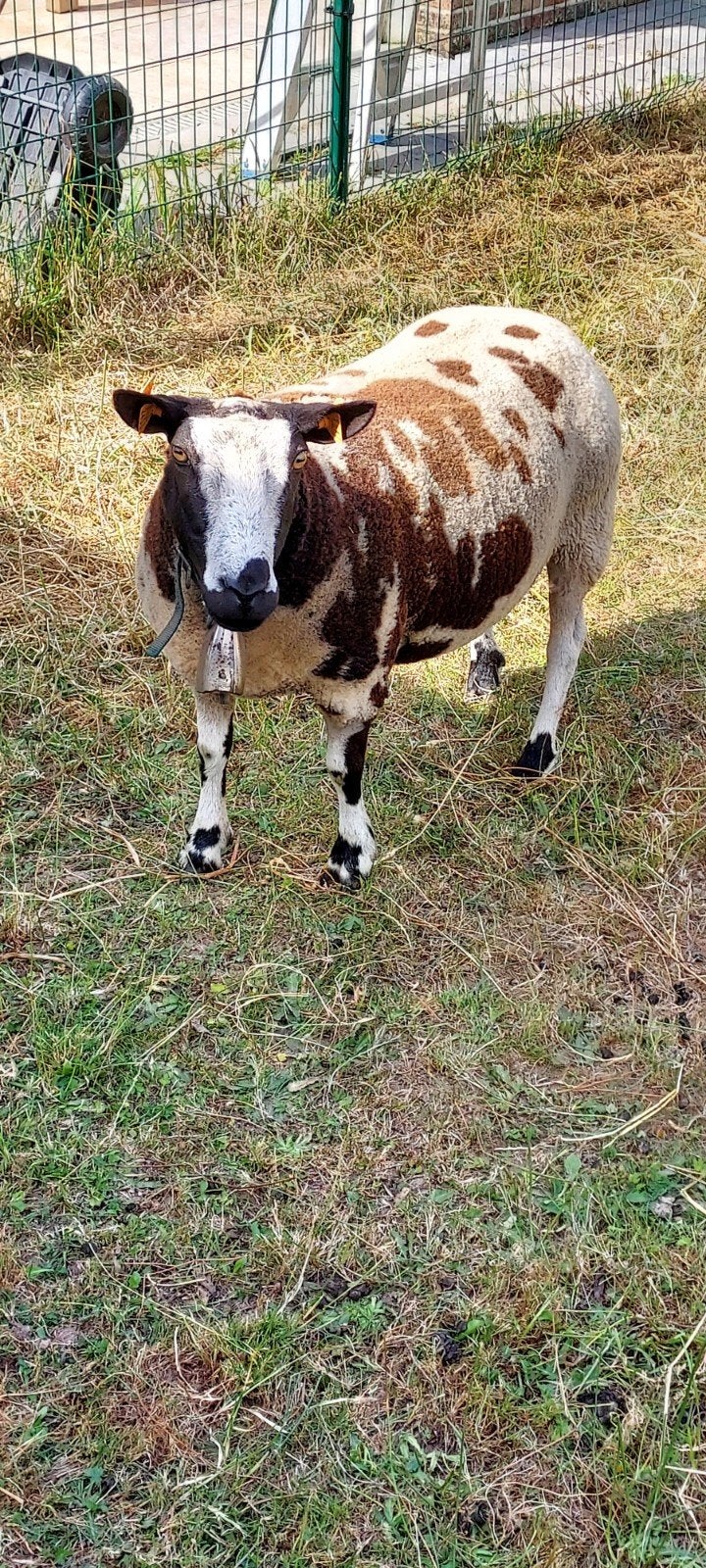 Baggerbonte ooi, Dieren en Toebehoren, Schapen, Geiten en Varkens, Vrouwelijk, Schaap, 3 tot 5 jaar