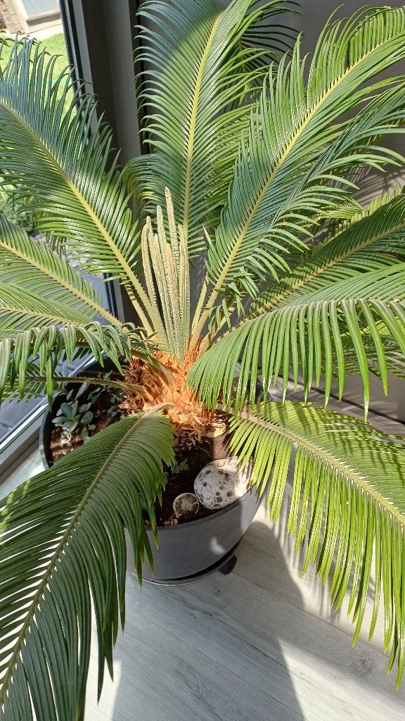 Cycas revoluta, Tuin en Terras, Ophalen, Bloeit niet, Vaste plant, Volle zon