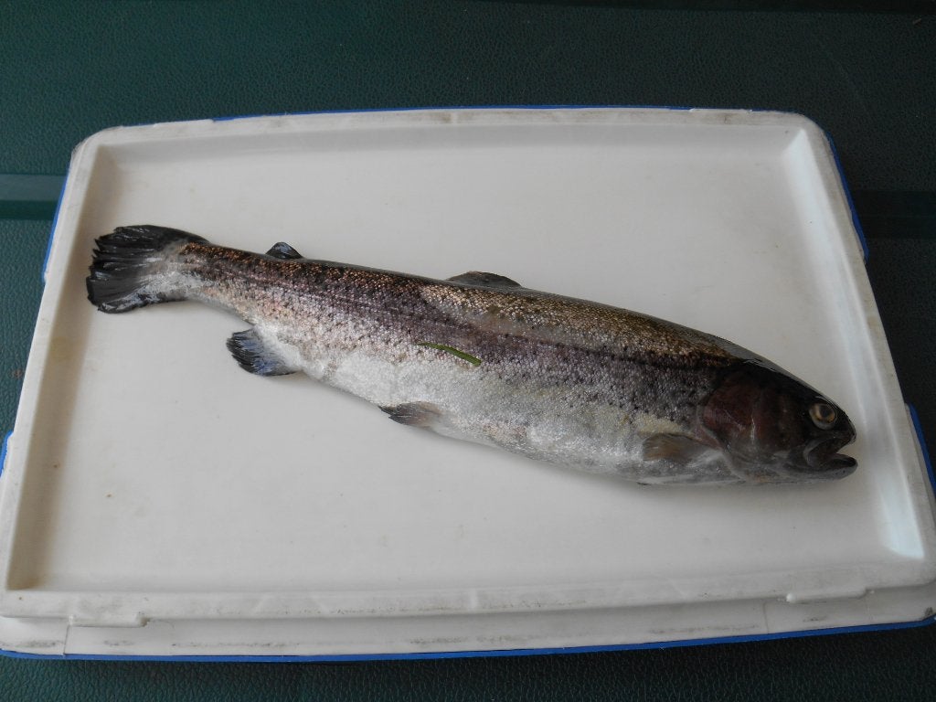forel vis, Ophalen, Nieuw