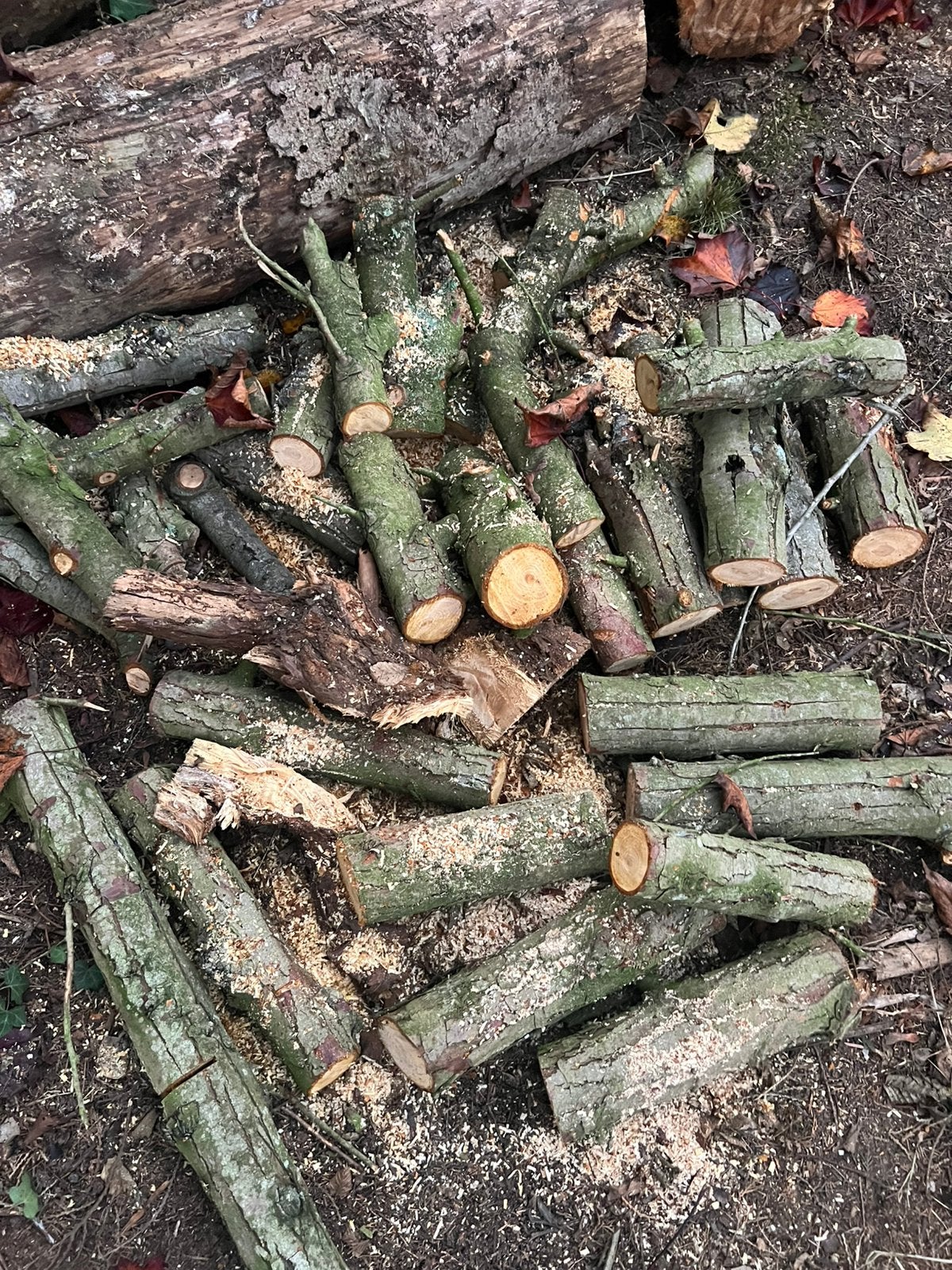 Dennenhout, vers gezaagd, ongekliefd en ongedroogd, 6 m³ ou plus, Enlèvement, Autres essences de bois, Troncs d'arbres