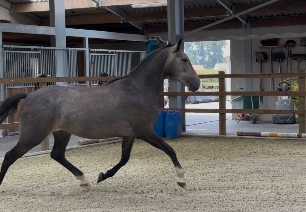 Driejarige merrie, Dieren en Toebehoren, Paarden, Merrie, Onbeleerd, Minder dan 160 cm, 3 tot 6 jaar, Dressuurpaard, Met stamboom