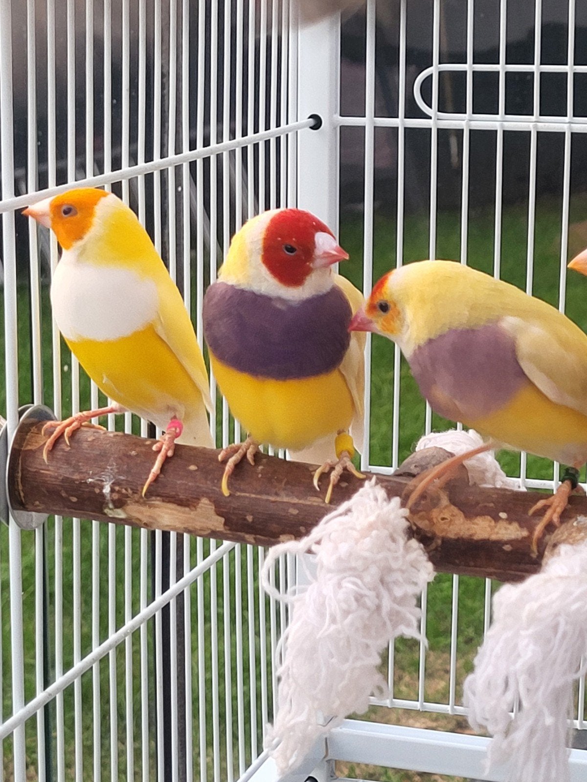 gouldamadines, 3 koppels beschikbaar,uit buitenvoliere