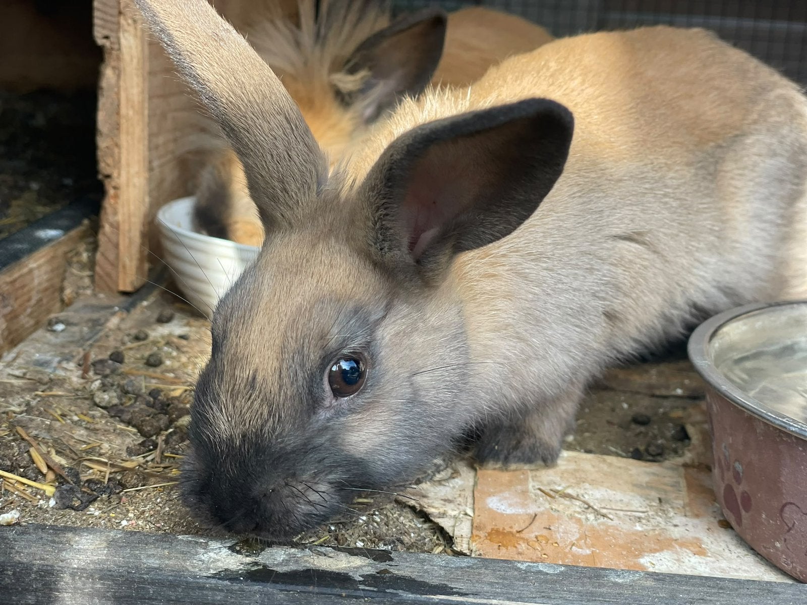 Gratis, als ze een goed huisje krijgen!, Animaux & Accessoires