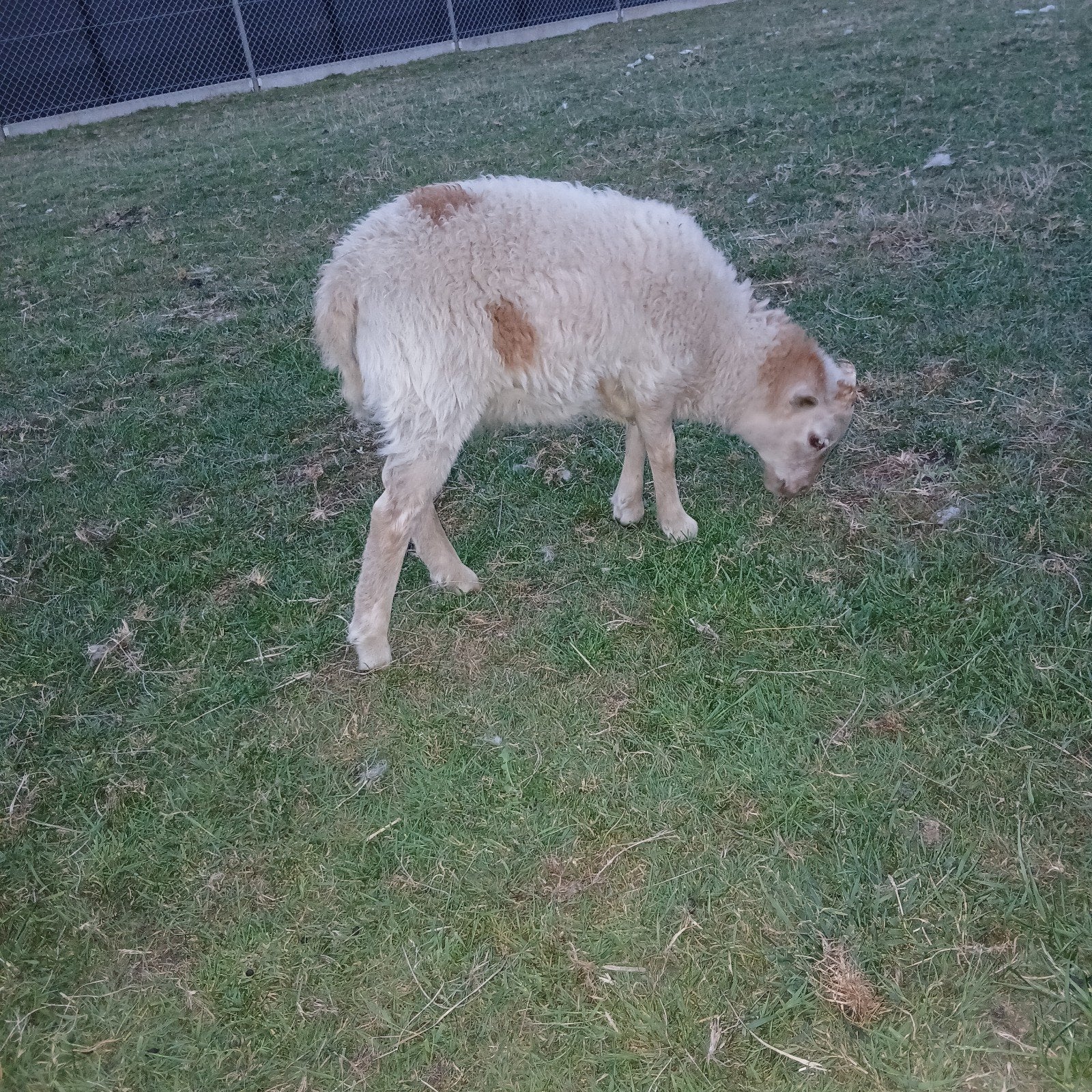 Gekruisde  Soay lammetjes,
