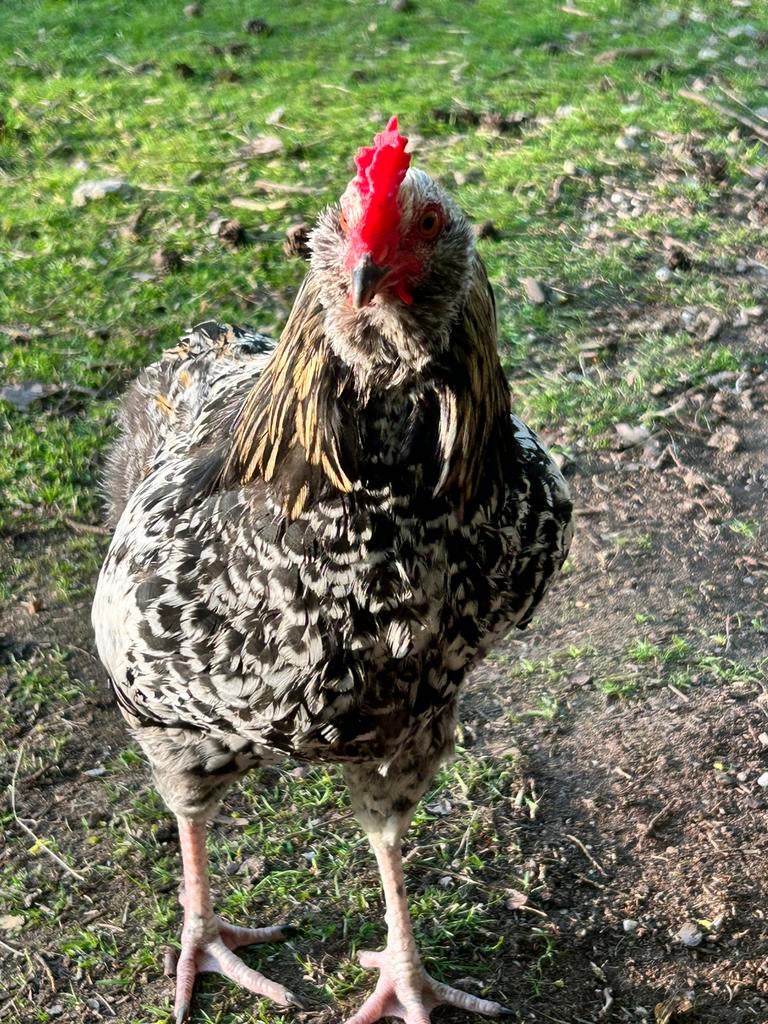 Groenlegger haantje, Dieren en Toebehoren, Mannelijk, Kip