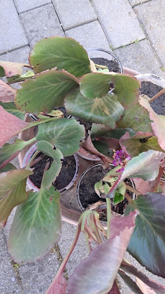Bergenias (plantes cordonnières) en pots, Jardin & Terrasse, Plantes | Jardin, Enlèvement, Printemps, Plante fixe, Couvre-sol