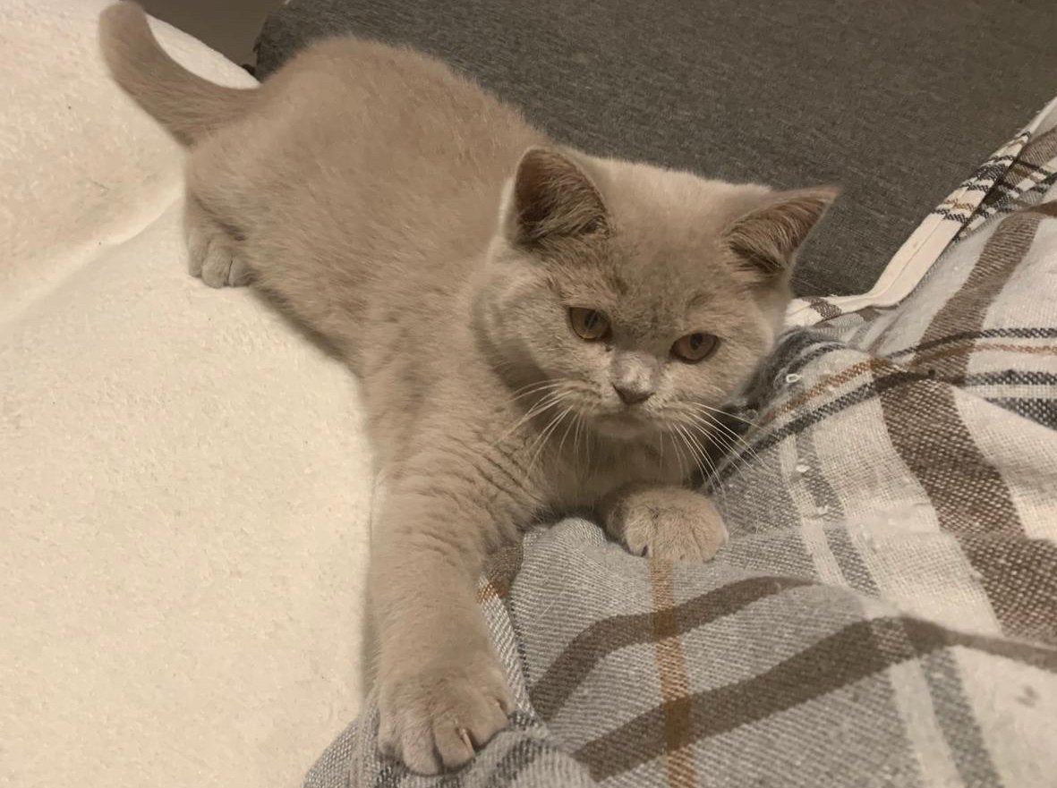 Chaton britannique à poil court avec pedigree, Animaux & Accessoires, Chatte ou Chat, Avec pedigree, 0 à 2 ans