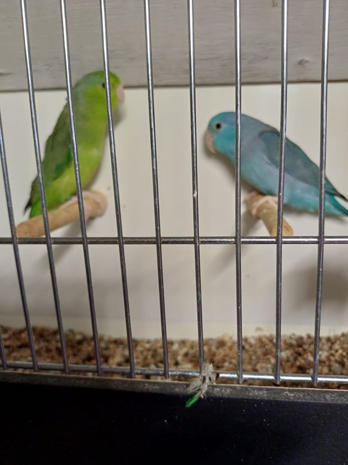 Forpussen meerdere kleuren, Dieren en Toebehoren