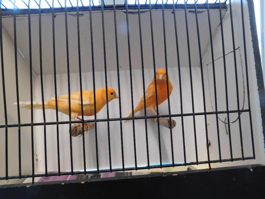 Kleur kanaries, Meerdere dieren, Kleurkanarie