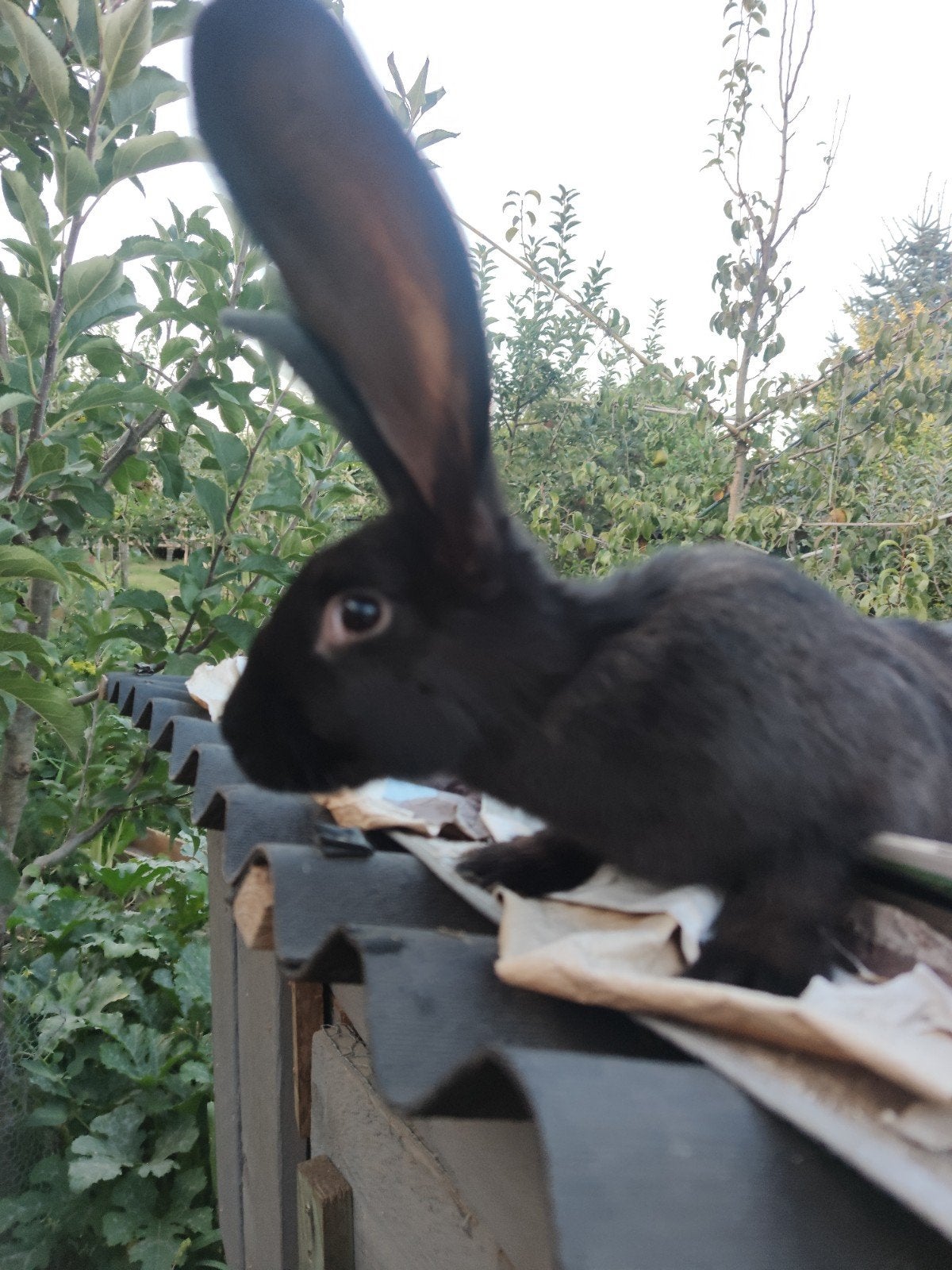 Vlaamse reus rammelaar en moer 4 maanden oud, Dieren en Toebehoren, Konijnen