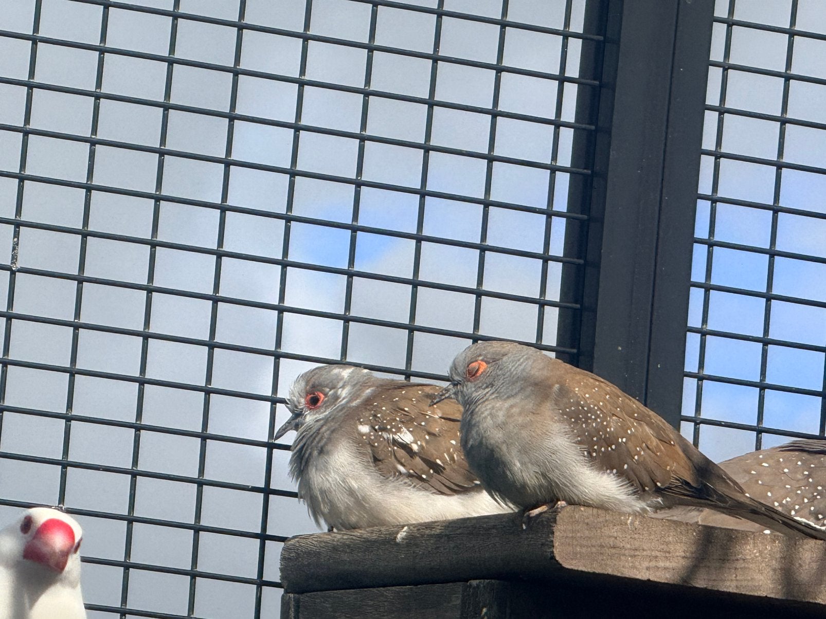 Prachtige diamantduifjes, Meerdere dieren, Geringd
