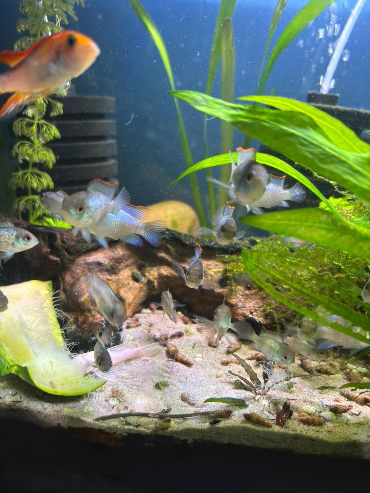 Electric blue acara jong, Dieren en Toebehoren