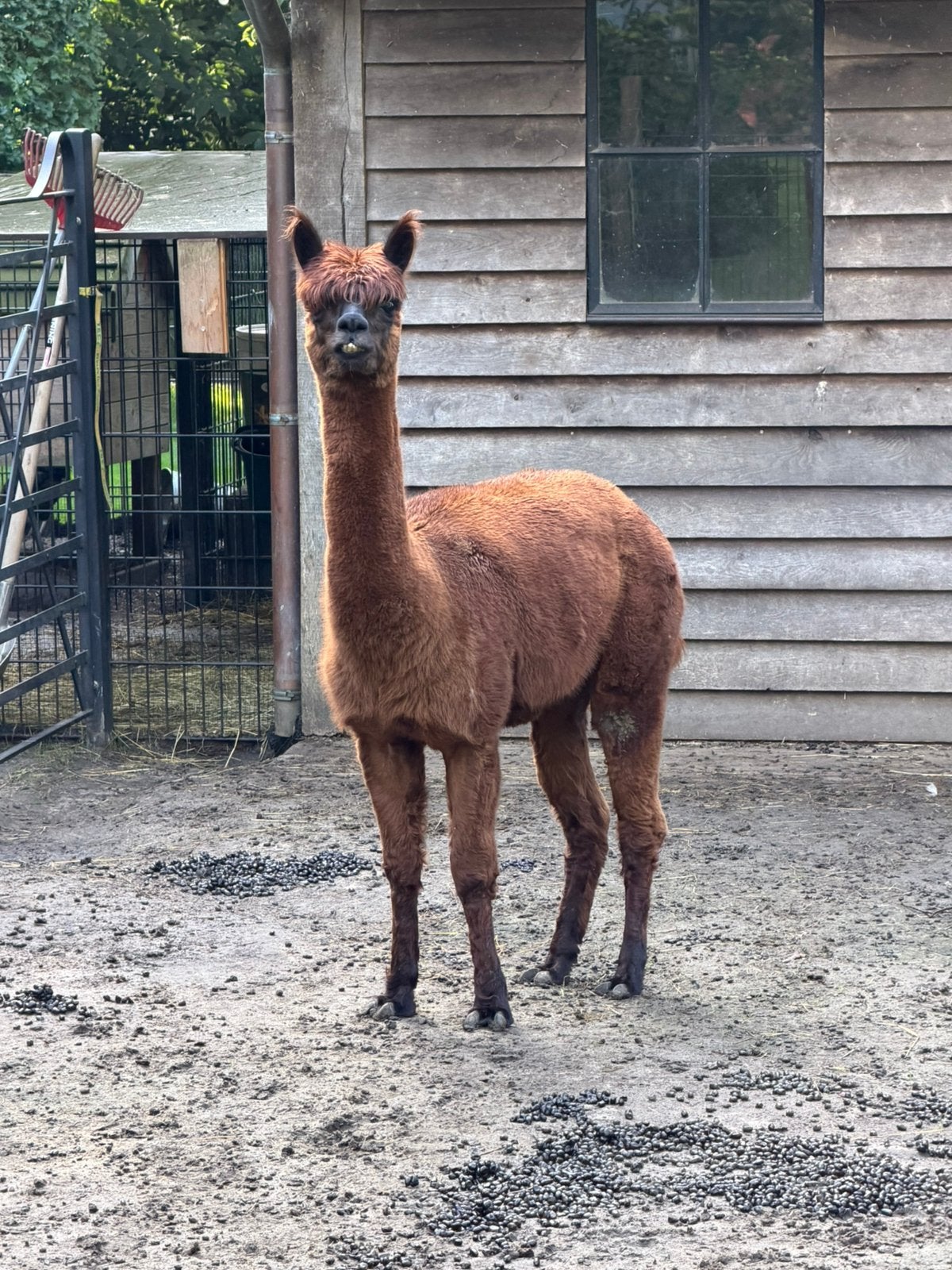 Alpaca , hengst 2 jaar oud, Mai, Mâle