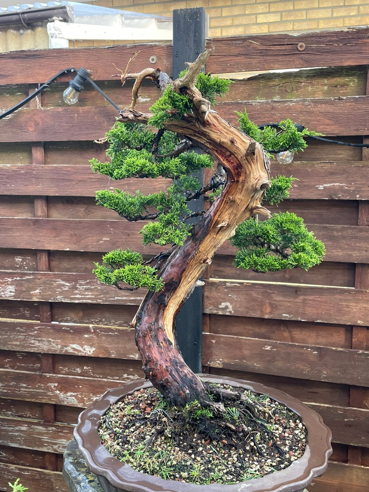 Bonsai Juniperus, Enlèvement