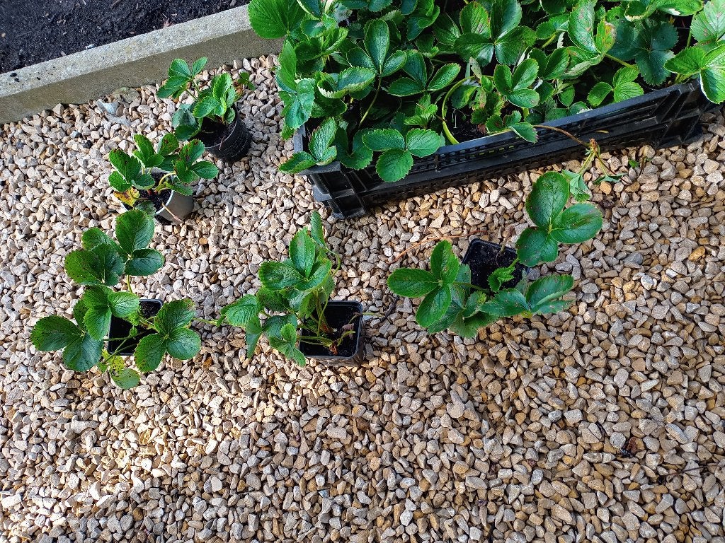 Aardbeienplanten, Tuin en Terras, Ophalen, Vaste plant, Fruitplanten