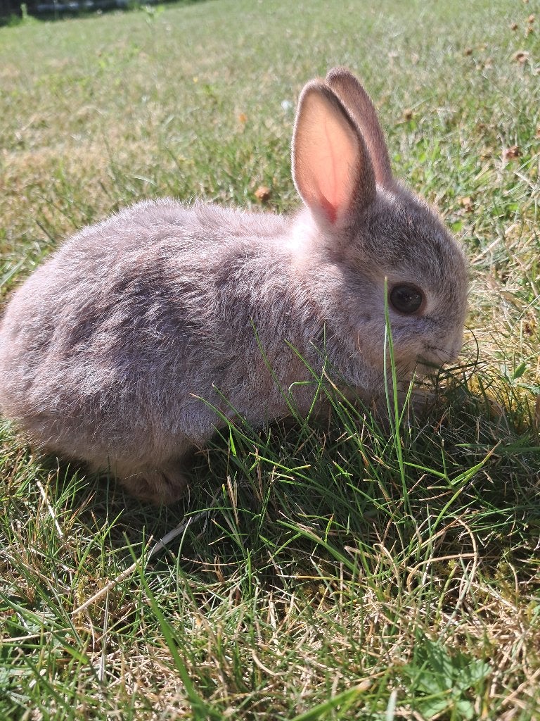 Ram  dwergkonijn/kleurdwerg, Dieren en Toebehoren, Konijnen, Mannelijk, Dwerg, 0 tot 2 jaar