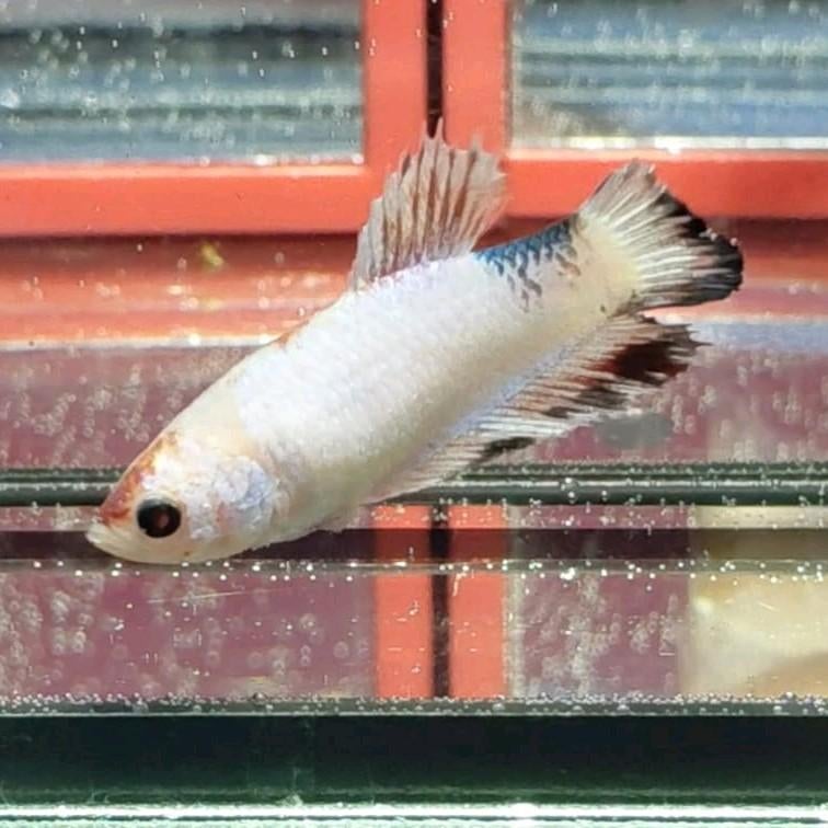 Betta vrouw halfmoon