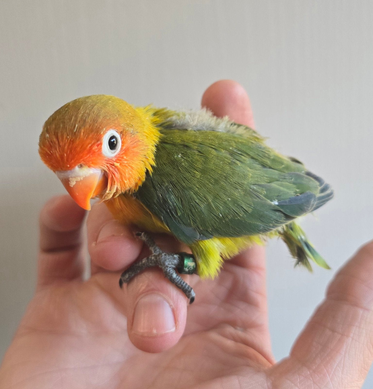 Fischeri Jongen om handtam te maken, Dieren en Toebehoren, Vogels | Parkieten en Papegaaien, Meerdere dieren, Dwergpapegaai of Agapornis