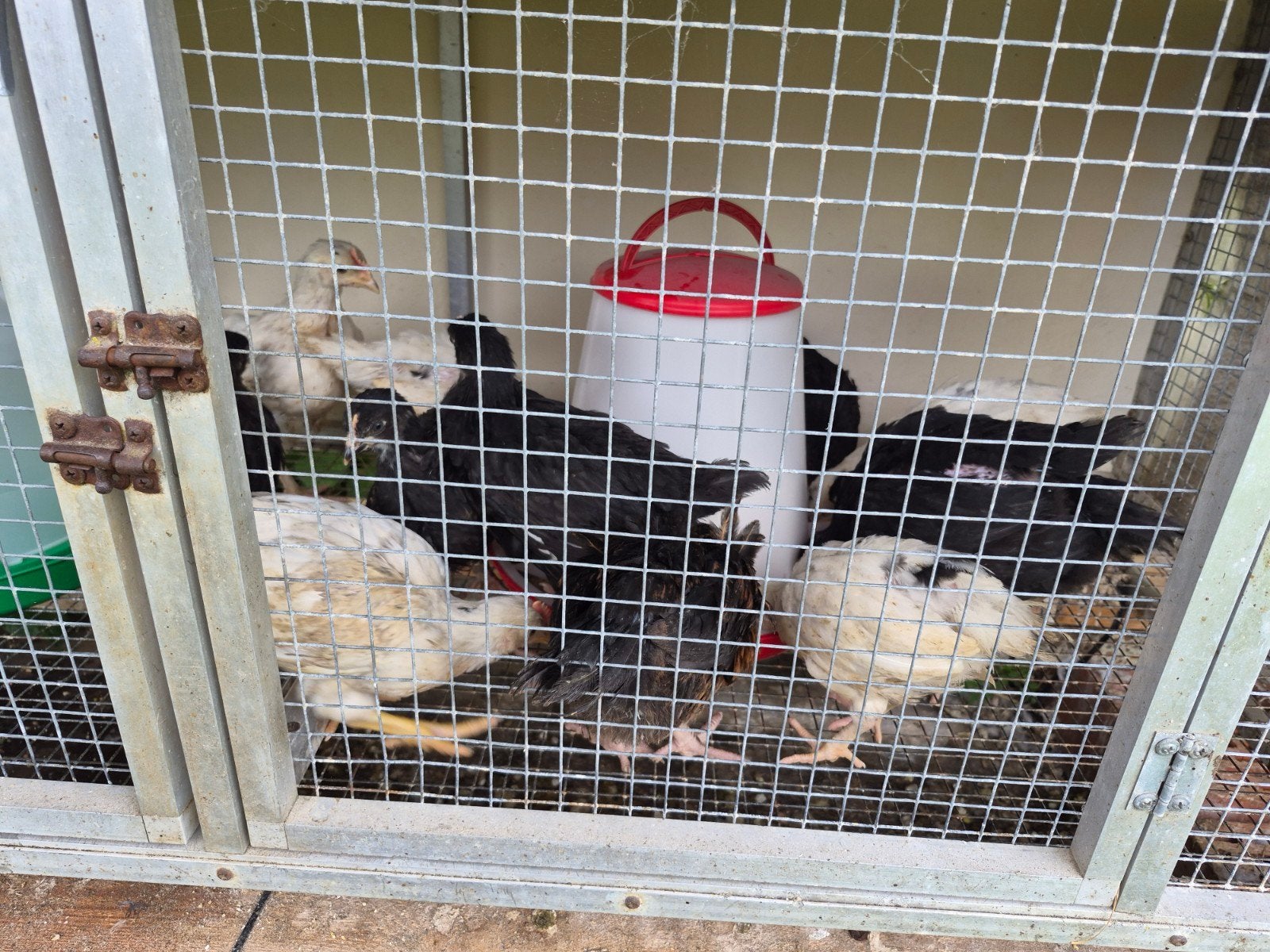 Legkipjes, Dieren en Toebehoren
