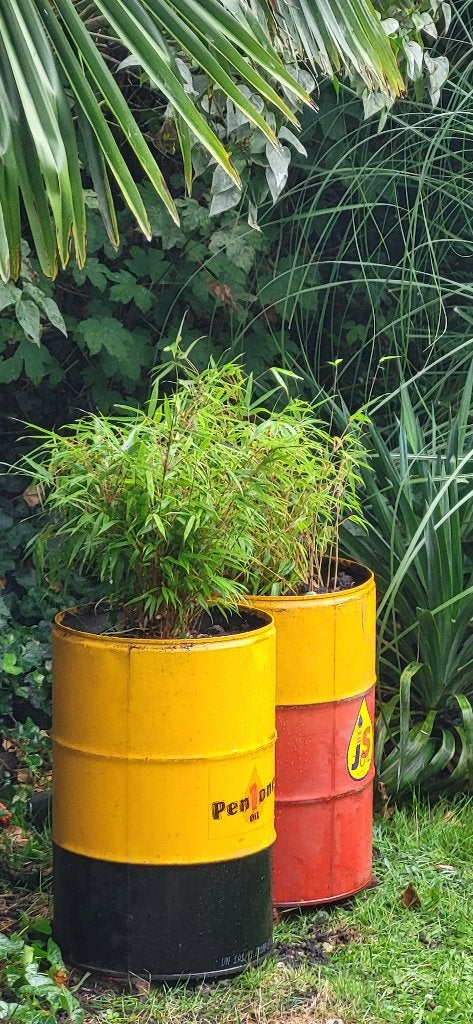 Bamboe in vat., Vaste plant, Bloeit niet, Halfschaduw, Ophalen