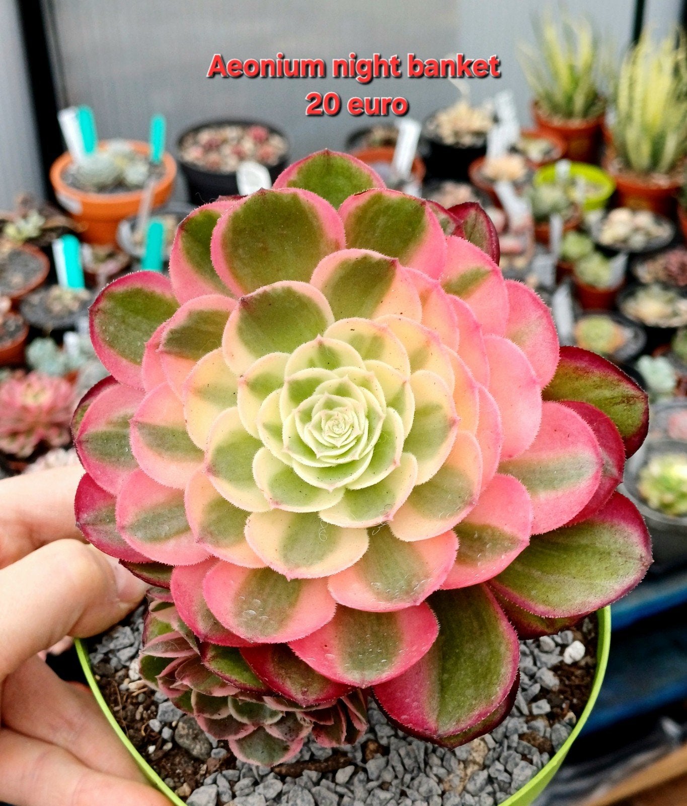 Morgen 7 juni cactus vetplantbeurs Wijnegem, Enlèvement ou Envoi, Cactus
