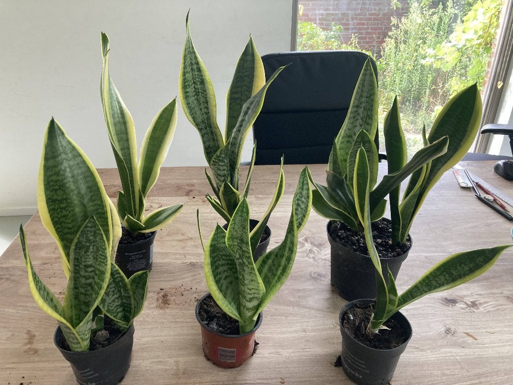 sanseveria's voor 2 euro/stuk, Enlèvement ou Envoi