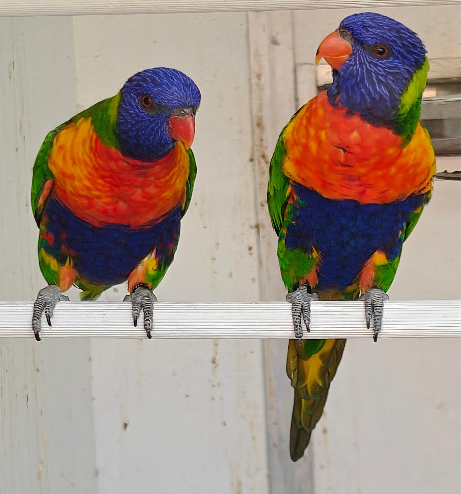 Koppel Lori van de blauwe bergen, Dieren en Toebehoren, Meerdere dieren, Geringd
