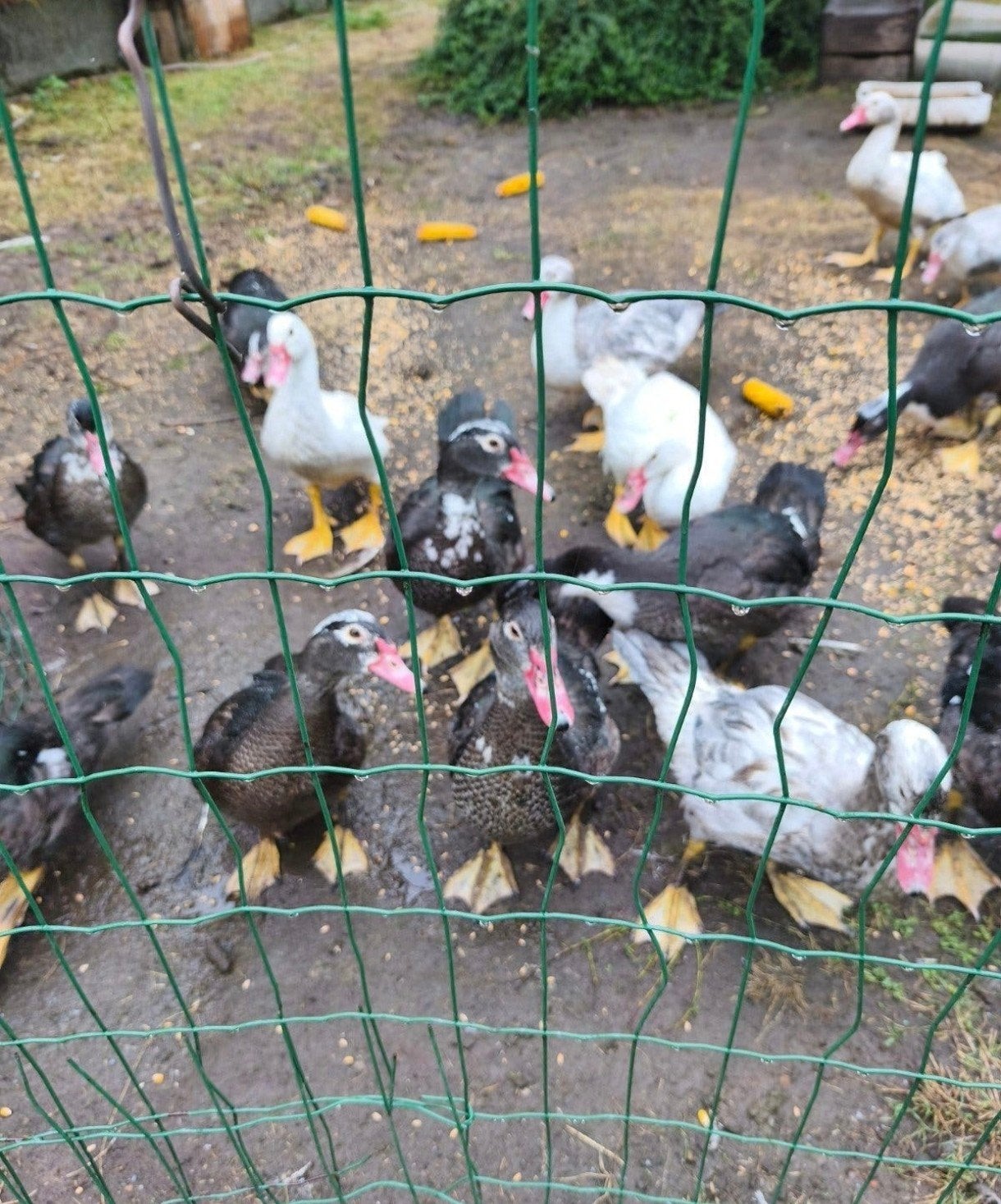 barberie eenden, Dieren en Toebehoren