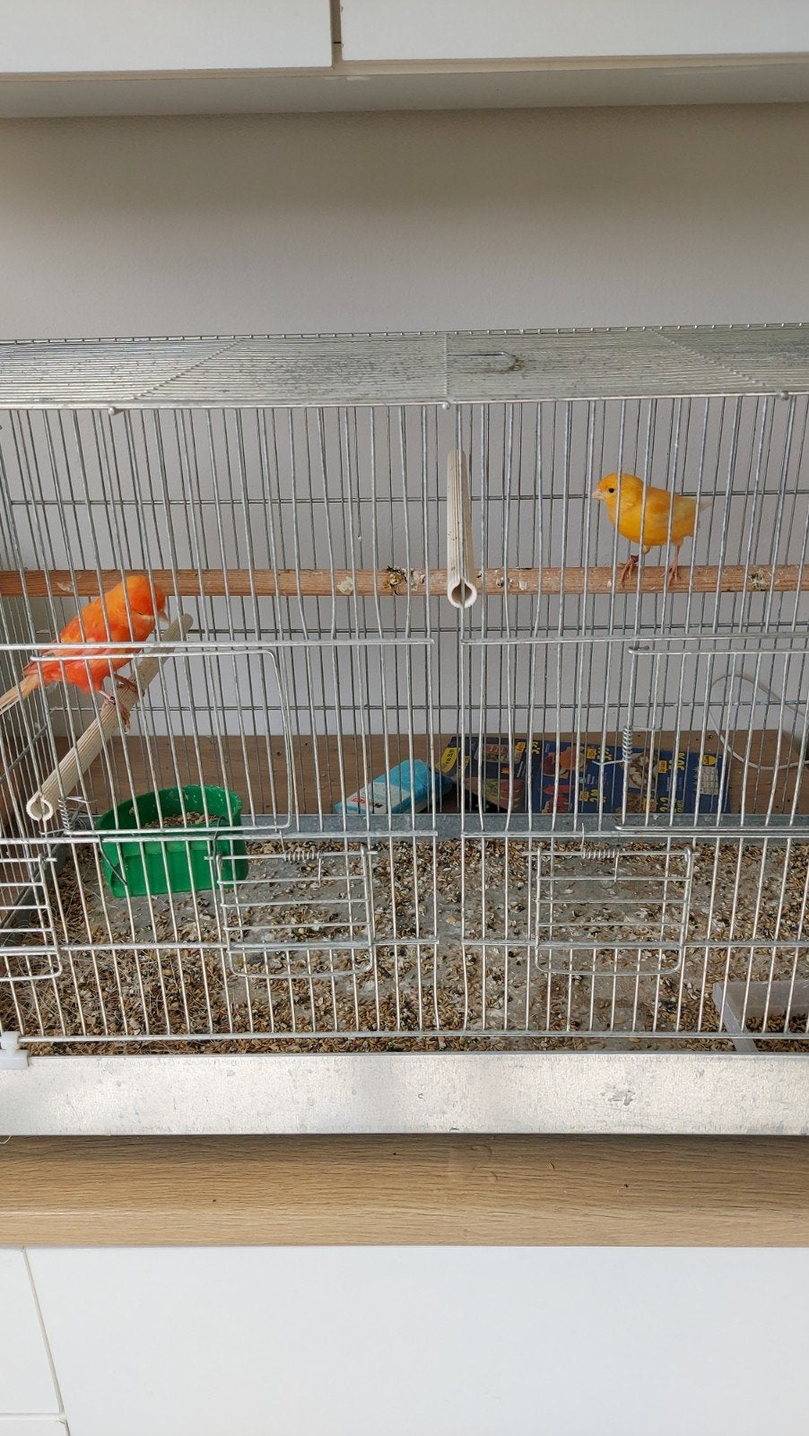Koppel kanaries, Dieren en Toebehoren