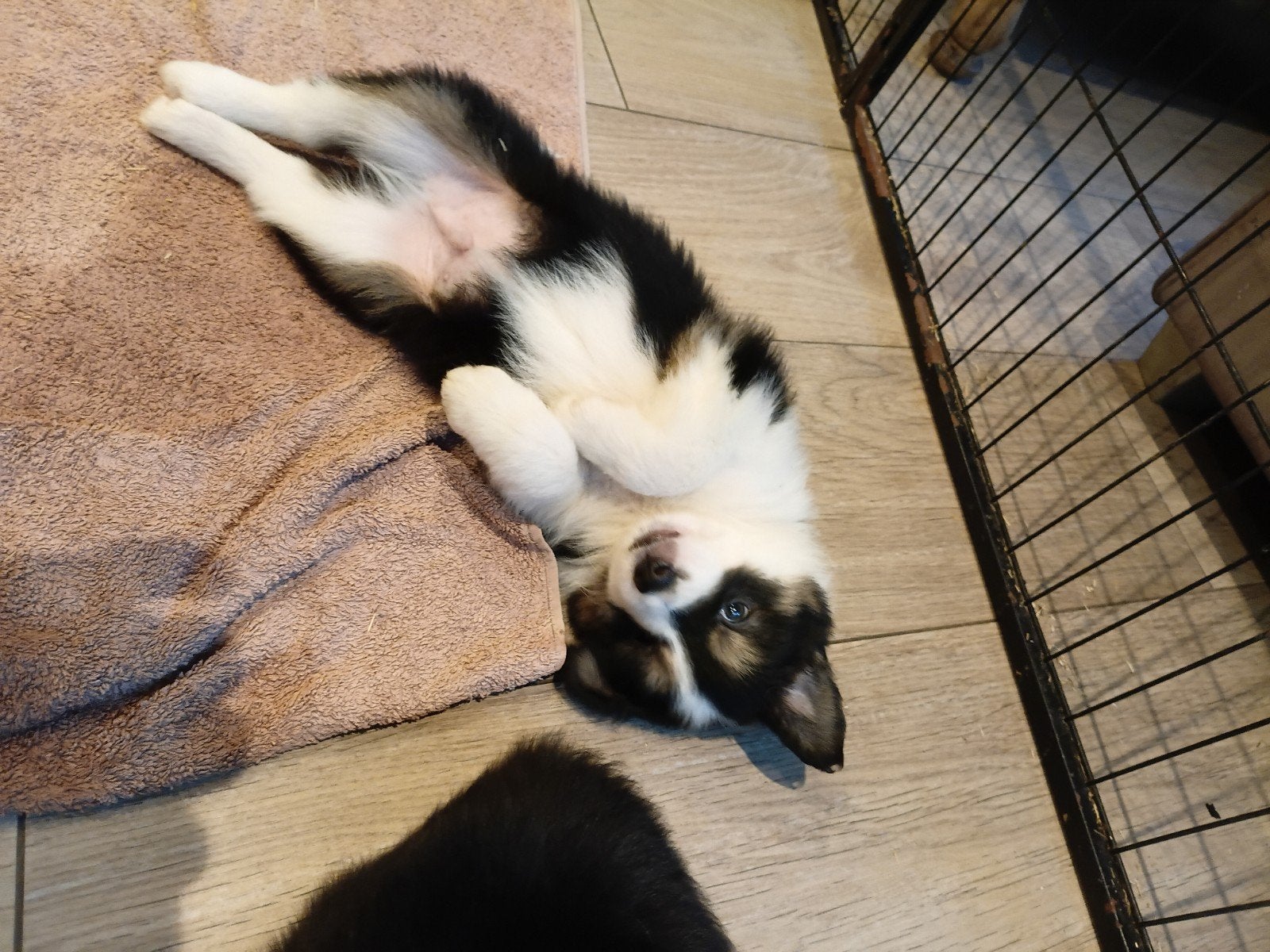 prachtige border collie pups, Dieren en Toebehoren, België, Fokker | Hobbymatig, 8 tot 15 weken, Collie