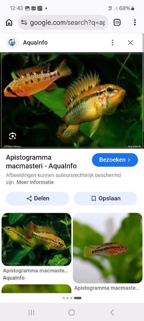 Gezocht female apistogramma Mc Masteri, Poisson, Poisson d'eau douce