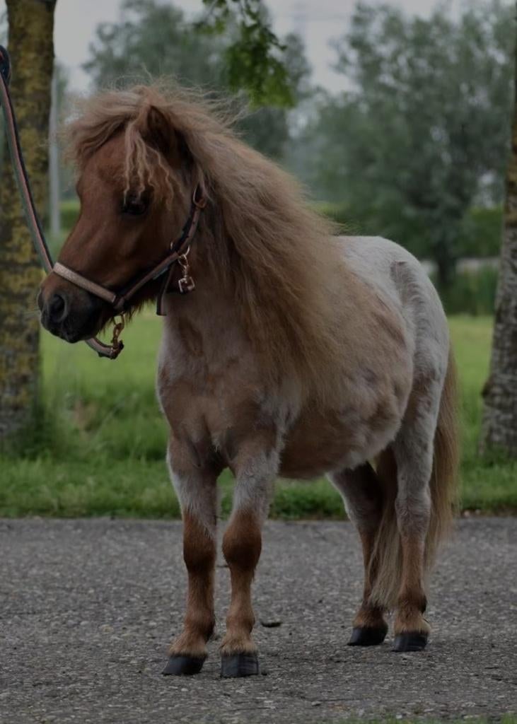 Roan vosje - mini shet, Dieren en Toebehoren, Pony's, Ruin, 3 tot 6 jaar, Gechipt, Ontwormd, Ingeënt