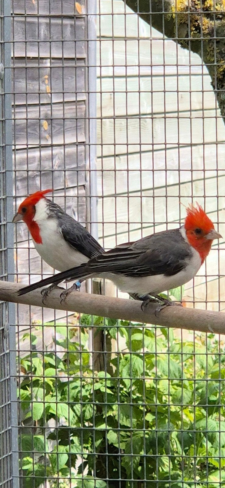 Roodkuif kardinalen, Dieren en Toebehoren, Geringd