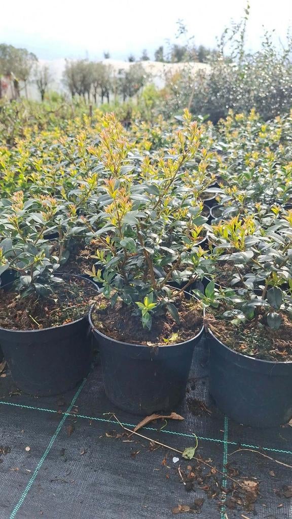 ‼️osmanthus Burkwoodii aan stuntprijzen ‼️, Tuin en Terras, Planten | Struiken en Hagen, Taxus, Ophalen
