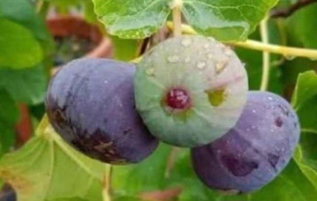 Figuier, Jardin & Terrasse, Enlèvement, Figuier