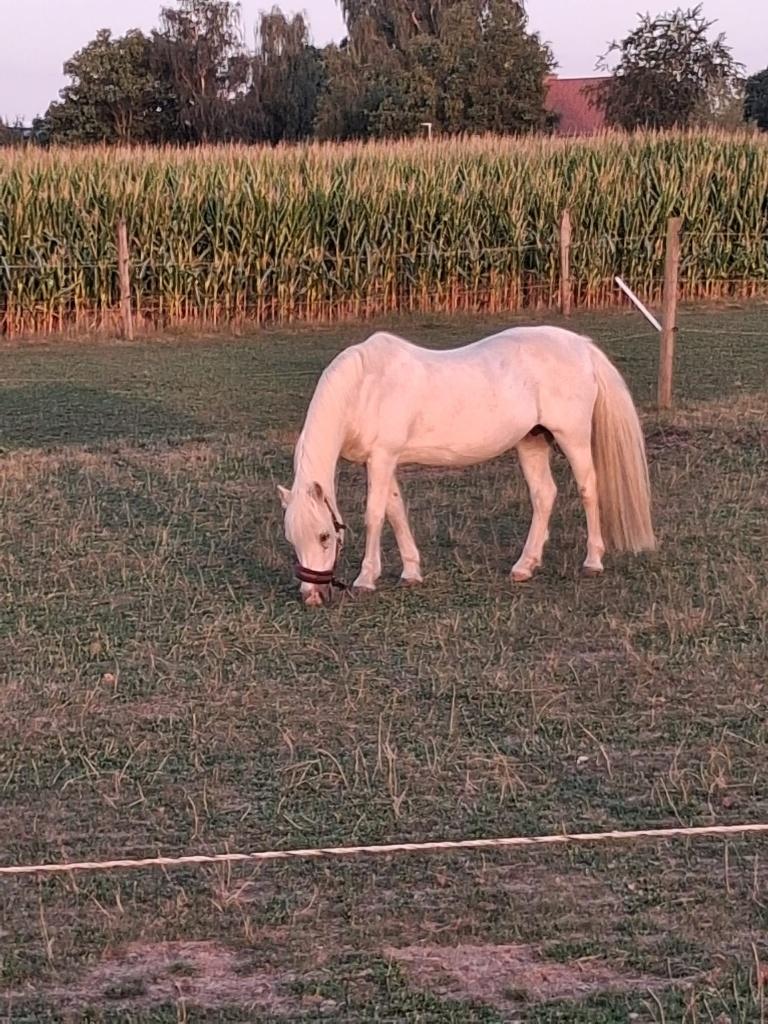 Lieve, betrouwbare B-pony zoekt gouden thuis, Vermifugé, Poney B (1.17 m à 1.27 m), B, 11 ans ou plus