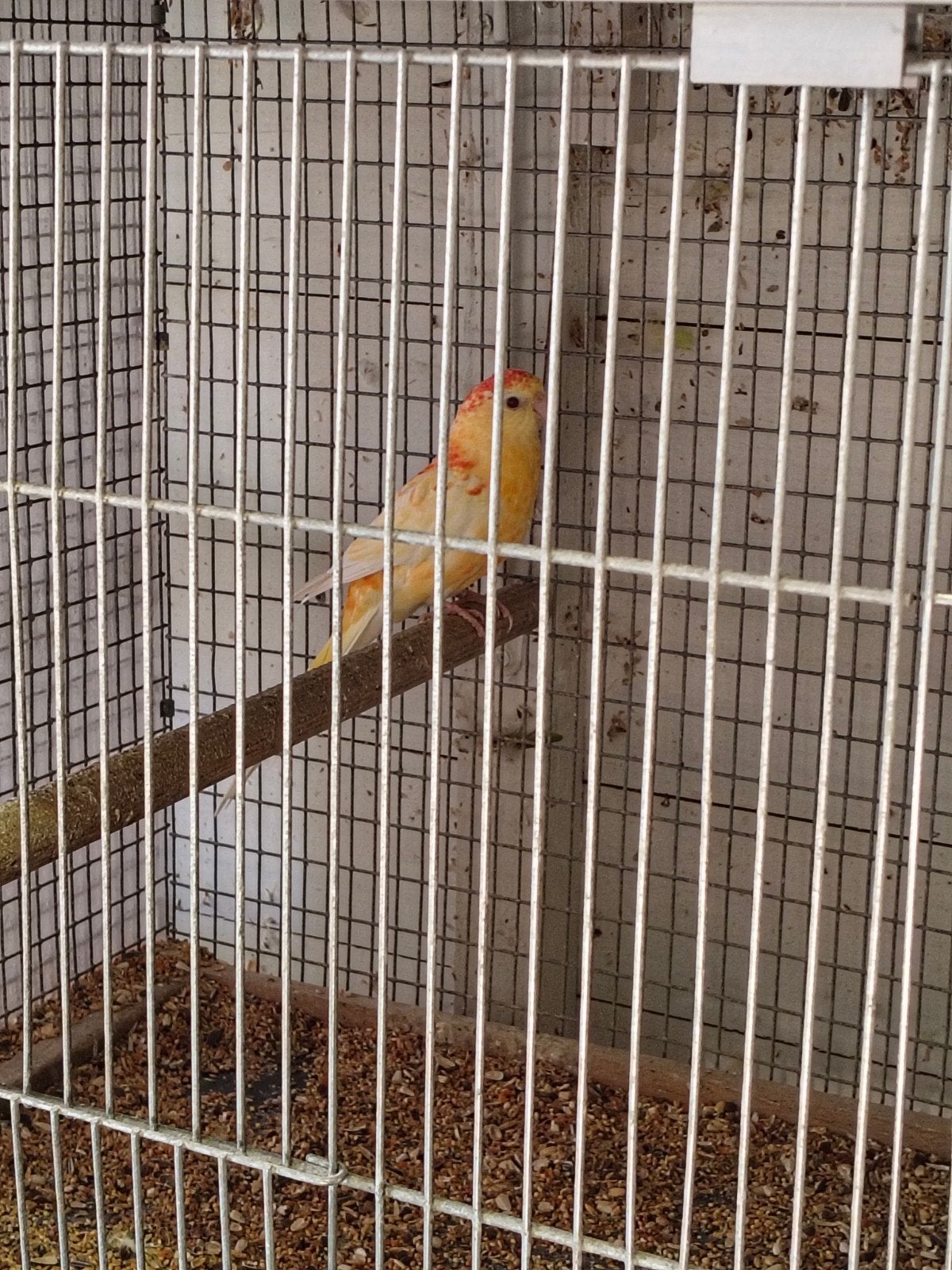 roodrugparkiet lutino opaline oranje