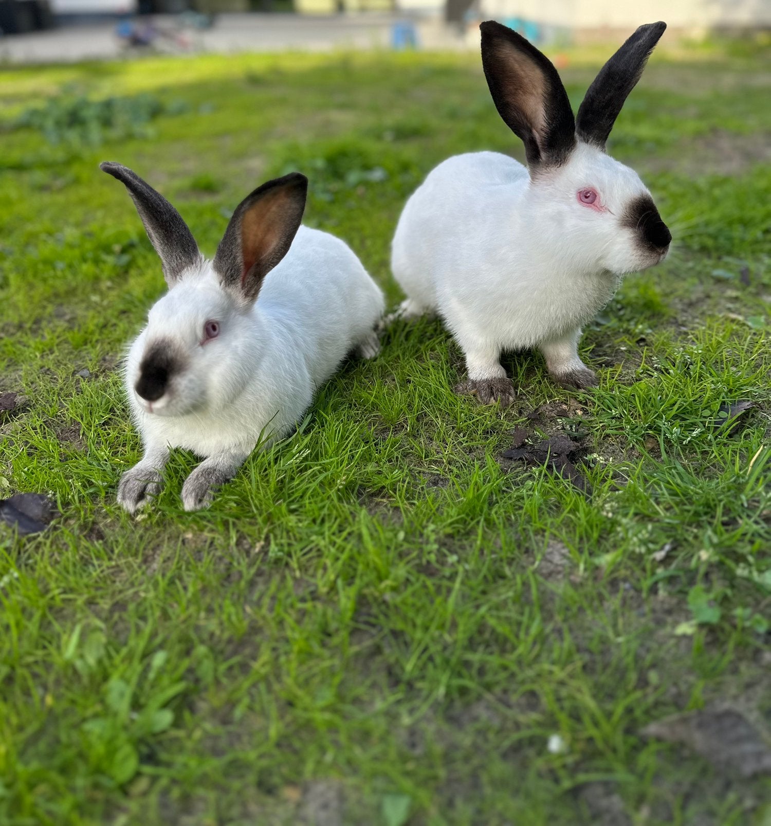 Vlees konijn, voedsters, Dieren en Toebehoren